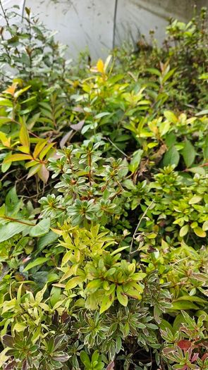 Fuchsia Plants 2euros