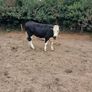 4 and 5 star limousine and Hereford heifers Image 7