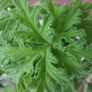 A massive mature scented Pelargonium Image 5
