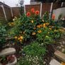 Dahlia tubers Image 8