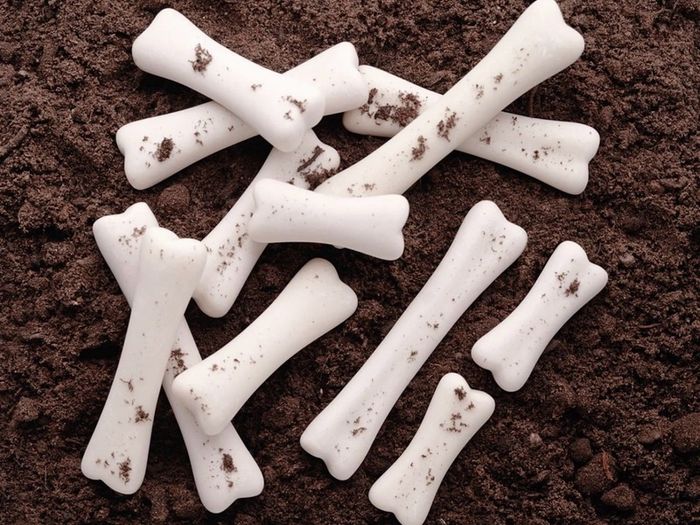 Yellow Door Dinosaur Bones Discovery Set