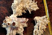 3 large real coral