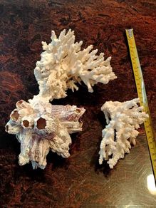 3 large real coral