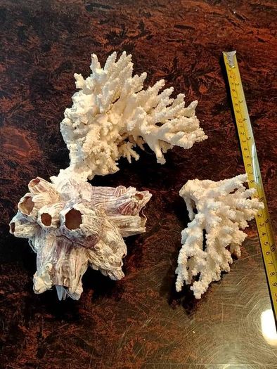 3 large real coral