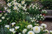 White Flowering Giants Collection 7