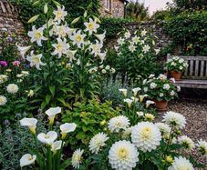 White Flowering Giants Collection 7