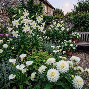 White Flowering Giants Collection 7