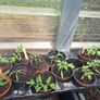 tomato plants 1 euro each Image 3