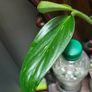 Monstera Standleyana Image 6