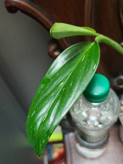 Monstera Standleyana