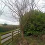Mature Trees Image 8