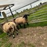 Ram lambs Image 4