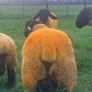 Suffolk Ram lambs Image 4
