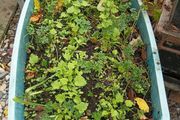 Parsley plants in plastic container