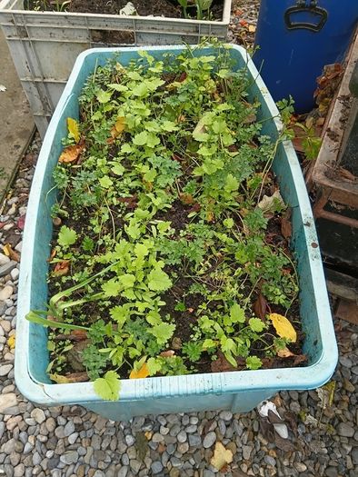 Parsley plants in plastic container