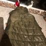 Dogs BNWT green velcro gillet size M Image 4