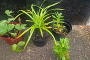 ornamental grass