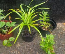 ornamental grass