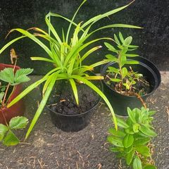 ornamental grass