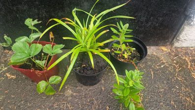 ornamental grass