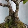 Bonsai tree ( birch) Image 6