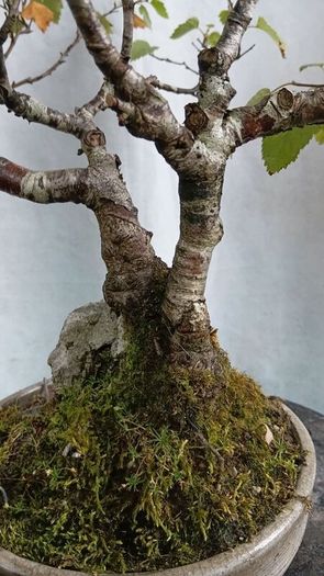 Bonsai tree ( birch)