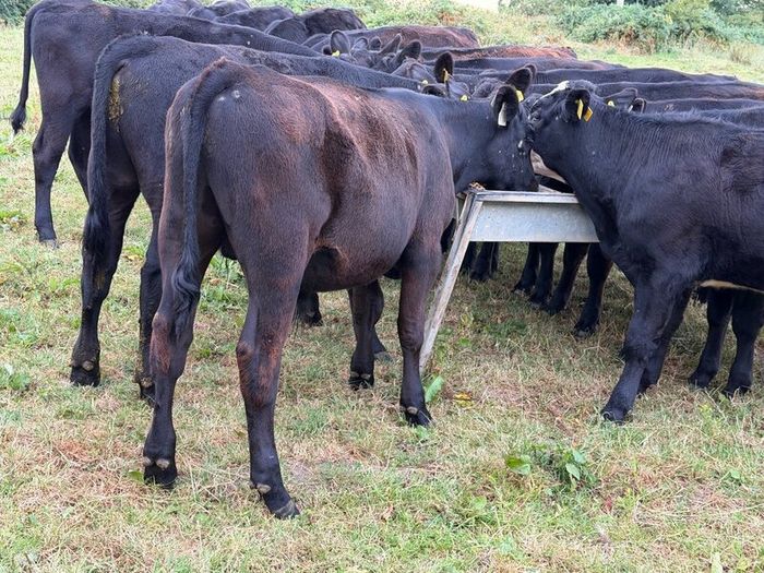 20 Aberdeen Angus Bull Weanlings