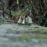 Vintage Mayer-Optic Telemegor lens 250mm Image 7