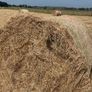 Round bales of hay Image 3