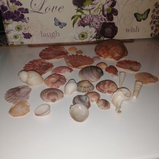 Sea shell collection