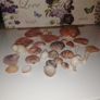 Sea shell collection Image 4