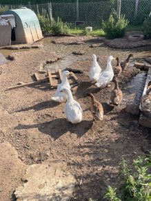Ducks & drakes