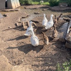 Ducks & drakes