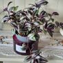 Trailing house plants.Mature and young. Image 5