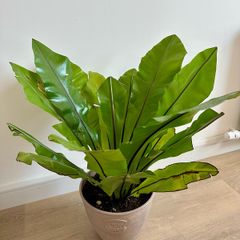 plants and pots