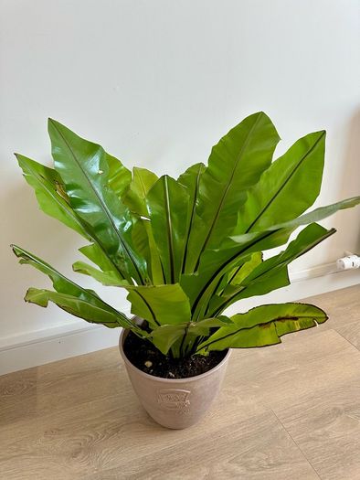 plants and pots
