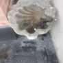bird bath conch shell Image 3