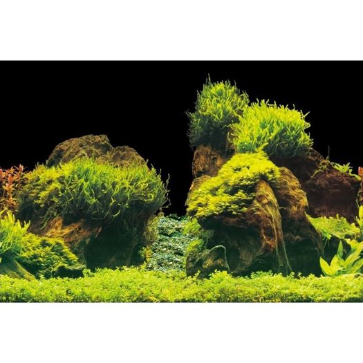 Rock-Plants background 100x50cm