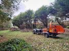 tree surgeon Image 7