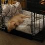 Dog cage Image 4