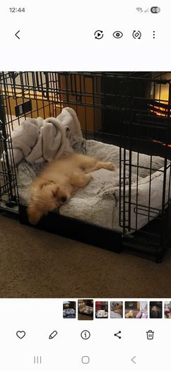 Dog cage