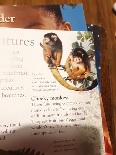 Rainforest Eyewonder Enter A World Of Discovery
