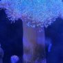 coral Image 5