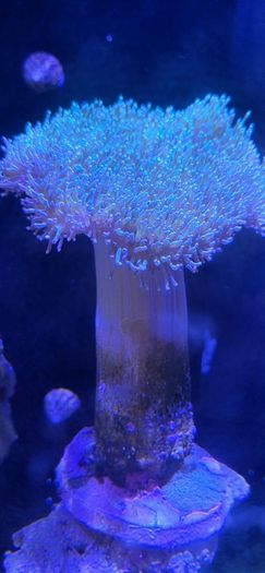 coral