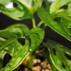 Monstera