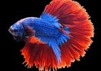 betta