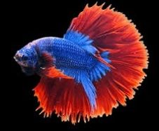 betta