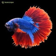 betta