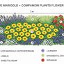 (D) Cape Marigold Yellow seeds 0.5g Image 3