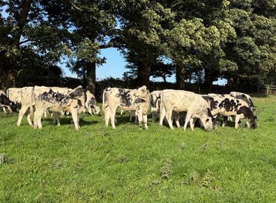 27 super Belgian Blue Heifers for sale